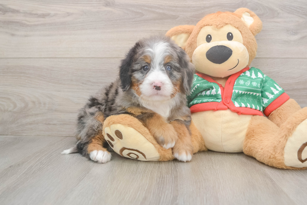 Popular Mini Bernedoodle Poodle Mix Pup