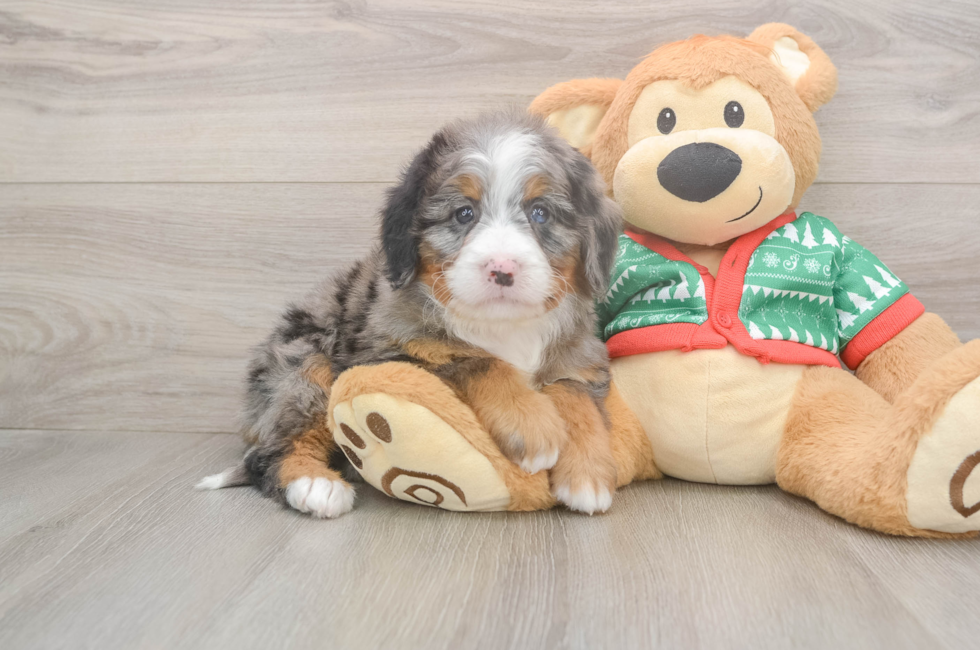 6 week old Mini Bernedoodle Puppy For Sale - Seaside Pups
