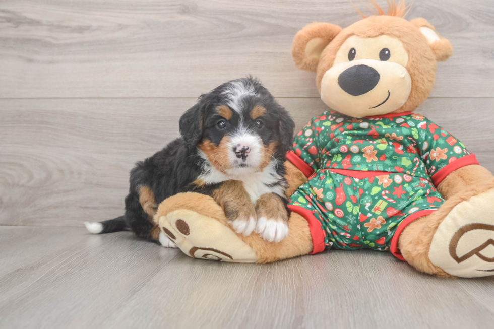 Mini Bernedoodle Puppy for Adoption