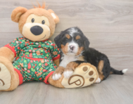 7 week old Mini Bernedoodle Puppy For Sale - Seaside Pups