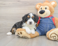 6 week old Mini Bernedoodle Puppy For Sale - Seaside Pups