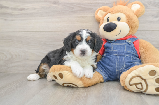 Best Mini Bernedoodle Baby