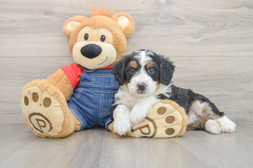 Mini Bernedoodle Puppy for Adoption