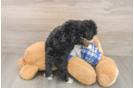 Mini Bernedoodle Puppy for Adoption