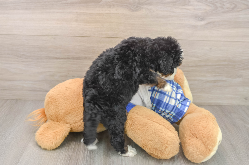 Mini Bernedoodle Puppy for Adoption