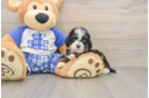 Cute Mini Bernedoodle Baby