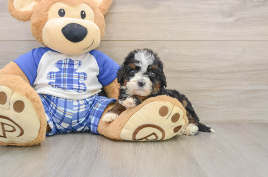 Cute Mini Bernedoodle Baby