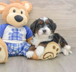 6 week old Mini Bernedoodle Puppy For Sale - Seaside Pups