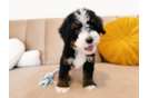 Cute Mini Berniedoodle Poodle Mix Puppy