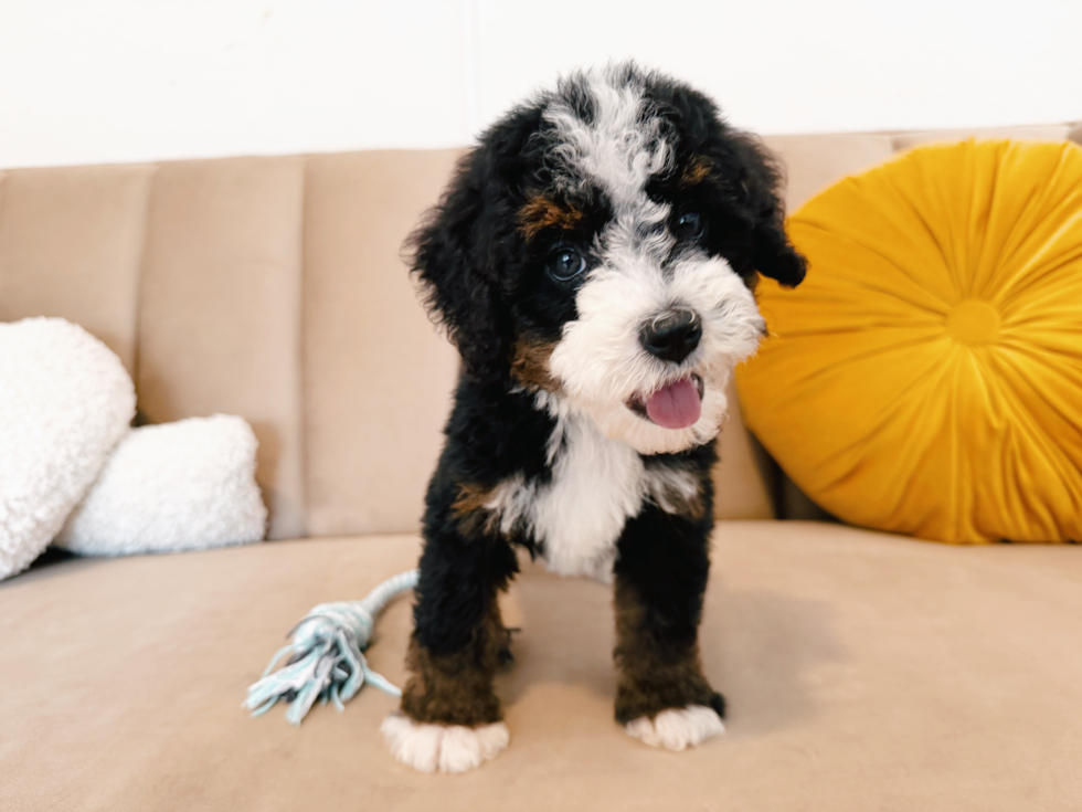 Cute Mini Berniedoodle Poodle Mix Puppy