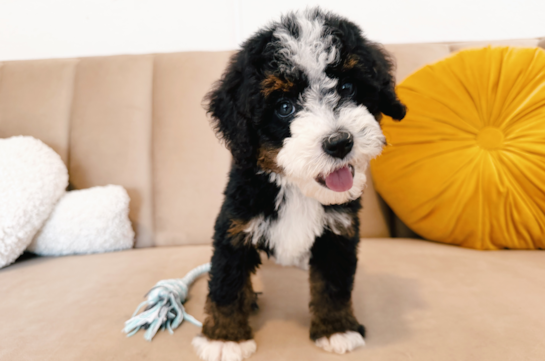 Cute Mini Berniedoodle Poodle Mix Puppy