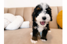 Mini Bernedoodle Pup Being Cute