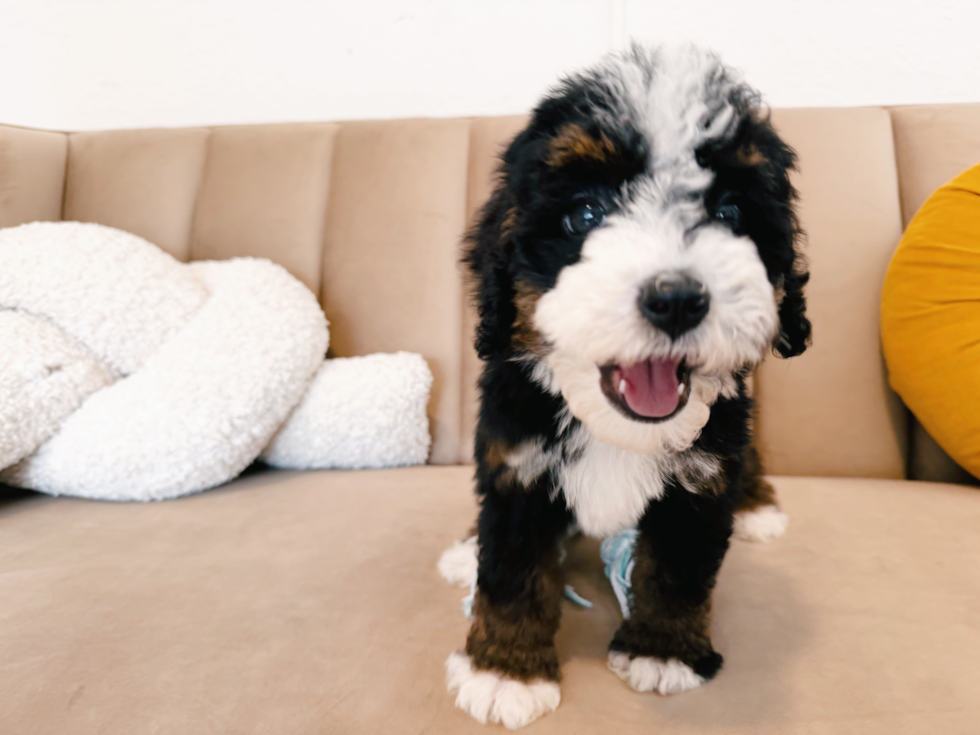 Mini Bernedoodle Pup Being Cute