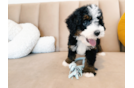 Cute Mini Bernedoodle Poodle Mix Pup
