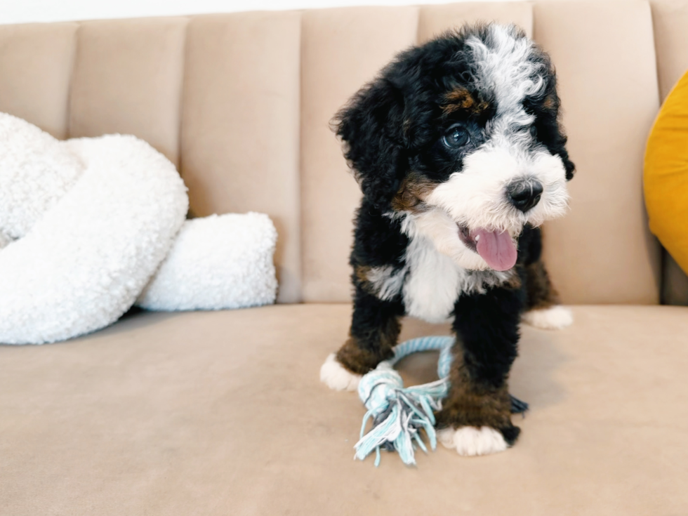 Cute Mini Bernedoodle Poodle Mix Pup