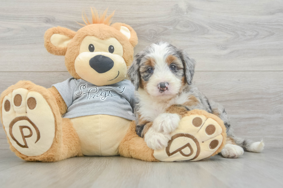 5 week old Mini Bernedoodle Puppy For Sale - Seaside Pups