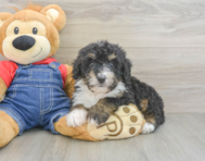 8 week old Mini Bernedoodle Puppy For Sale - Seaside Pups