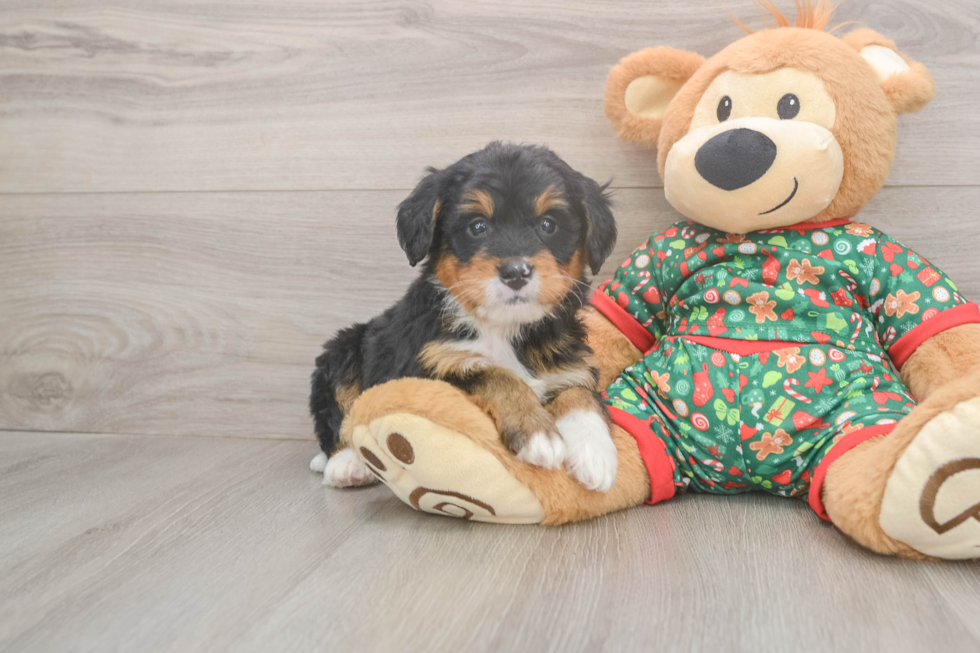 Mini Bernedoodle Pup Being Cute