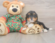 7 week old Mini Bernedoodle Puppy For Sale - Seaside Pups