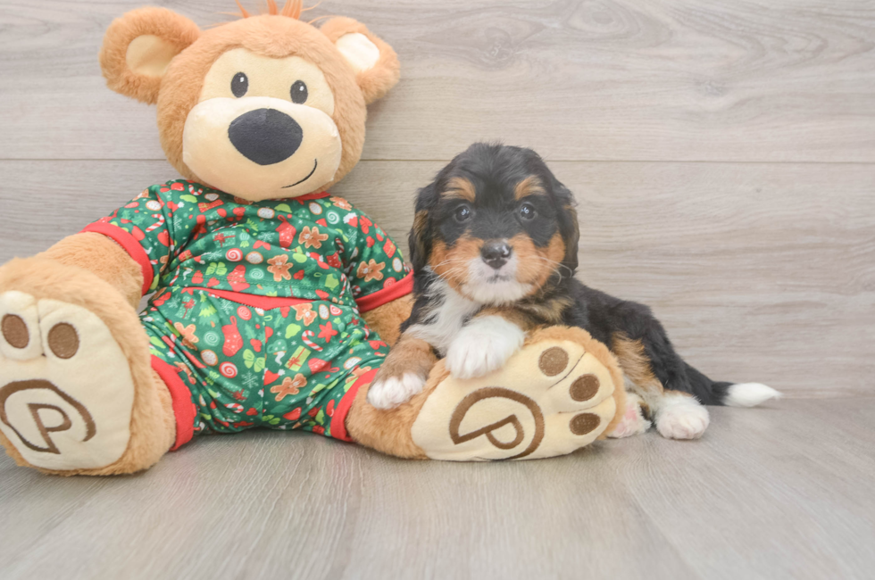 6 week old Mini Bernedoodle Puppy For Sale - Seaside Pups