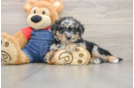 Mini Bernedoodle Puppy for Adoption