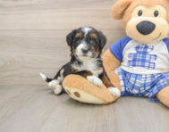 7 week old Mini Bernedoodle Puppy For Sale - Seaside Pups