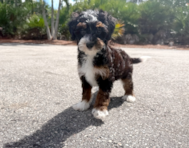 10 week old Mini Bernedoodle Puppy For Sale - Seaside Pups