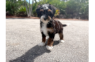 Cute Mini Berniedoodle Poodle Mix Puppy