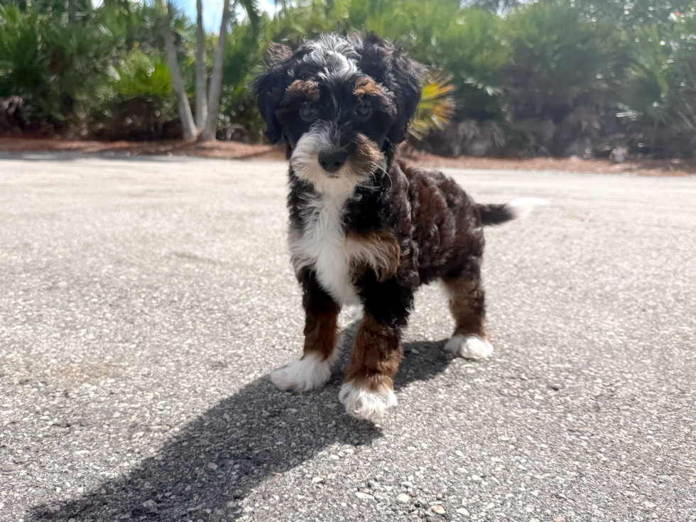 Cute Mini Berniedoodle Poodle Mix Puppy