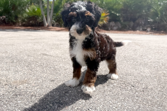 Cute Mini Berniedoodle Poodle Mix Puppy