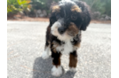 Mini Bernedoodle Puppy for Adoption