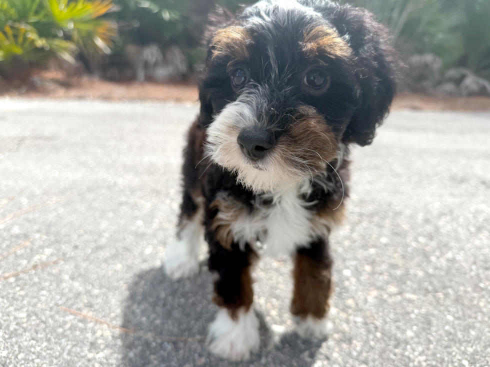 Mini Bernedoodle Puppy for Adoption