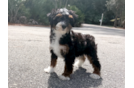 Mini Bernedoodle Puppy for Adoption
