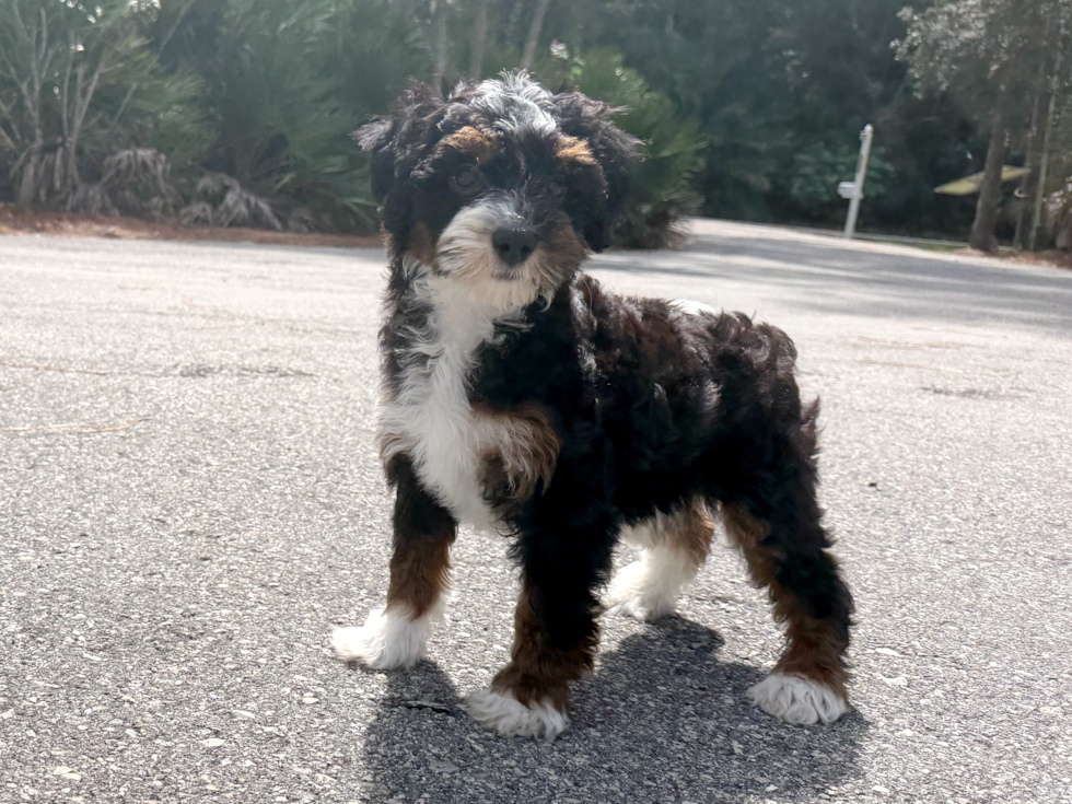 Mini Bernedoodle Puppy for Adoption