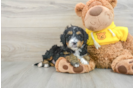 Mini Bernedoodle Puppy for Adoption