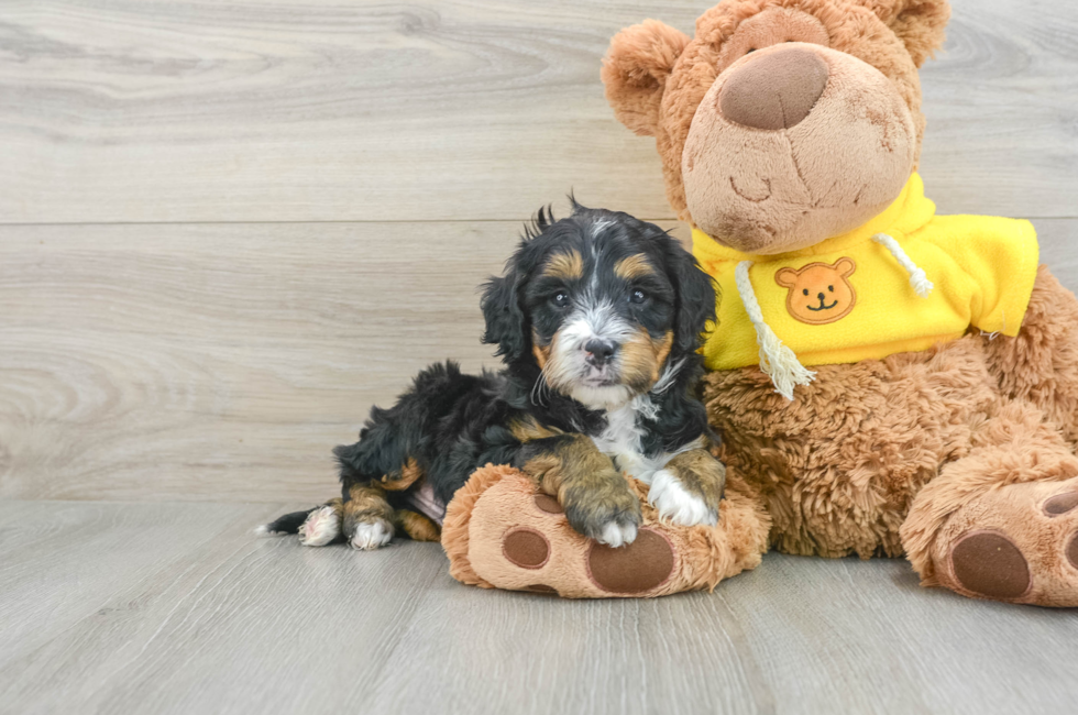 6 week old Mini Bernedoodle Puppy For Sale - Seaside Pups