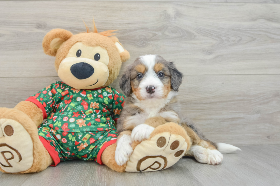 5 week old Mini Bernedoodle Puppy For Sale - Seaside Pups