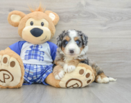 7 week old Mini Bernedoodle Puppy For Sale - Seaside Pups