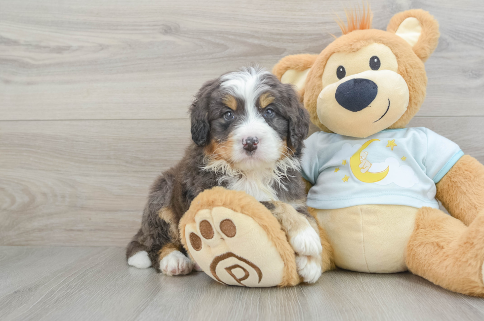 6 week old Mini Bernedoodle Puppy For Sale - Seaside Pups