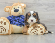 7 week old Mini Bernedoodle Puppy For Sale - Seaside Pups
