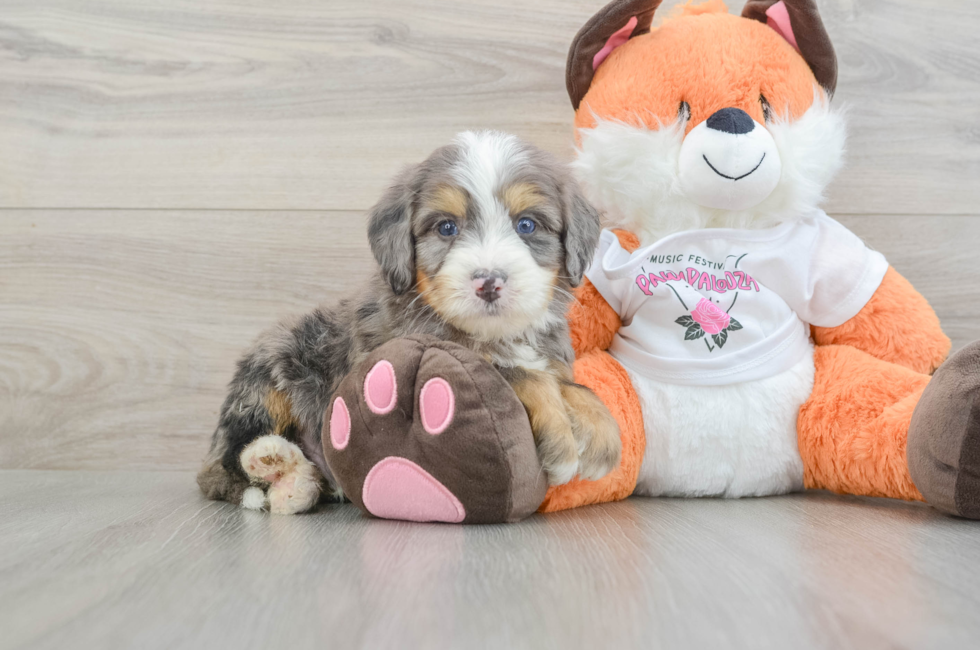 6 week old Mini Bernedoodle Puppy For Sale - Seaside Pups