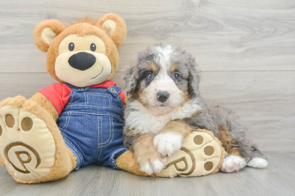7 week old Mini Bernedoodle Puppy For Sale - Seaside Pups