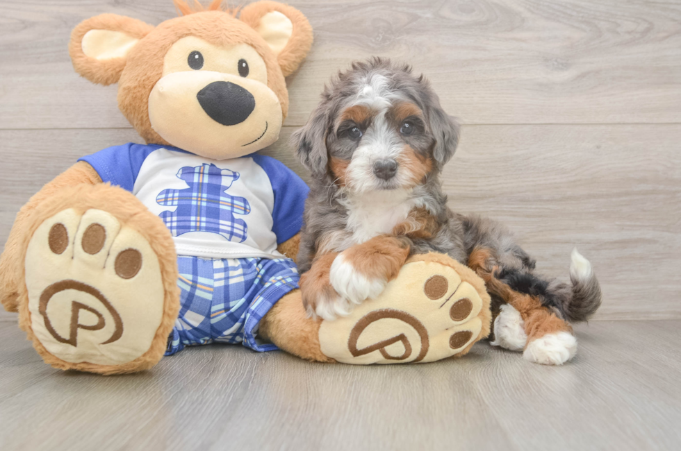 5 week old Mini Bernedoodle Puppy For Sale - Seaside Pups