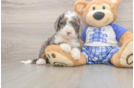 Mini Bernedoodle Pup Being Cute