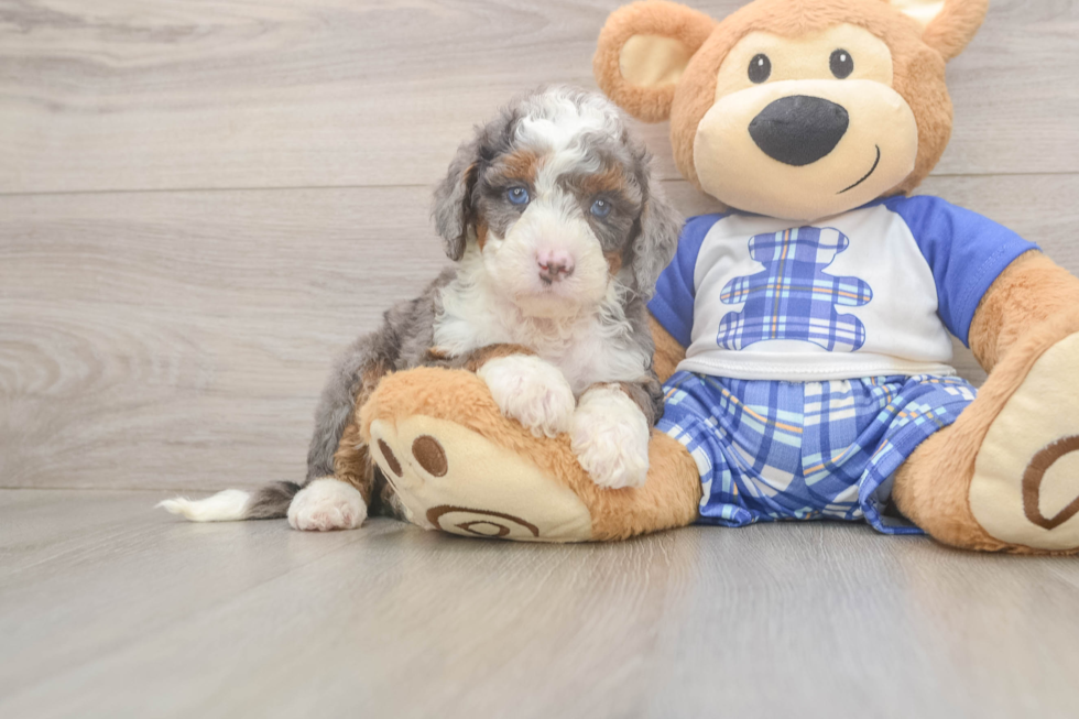 Mini Bernedoodle Pup Being Cute