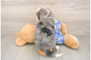 Playful Mini Bernesedoodle Poodle Mix Puppy