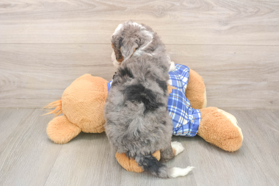 Playful Mini Bernesedoodle Poodle Mix Puppy