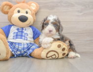 6 week old Mini Bernedoodle Puppy For Sale - Seaside Pups