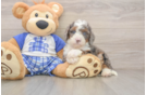 Mini Bernedoodle Puppy for Adoption