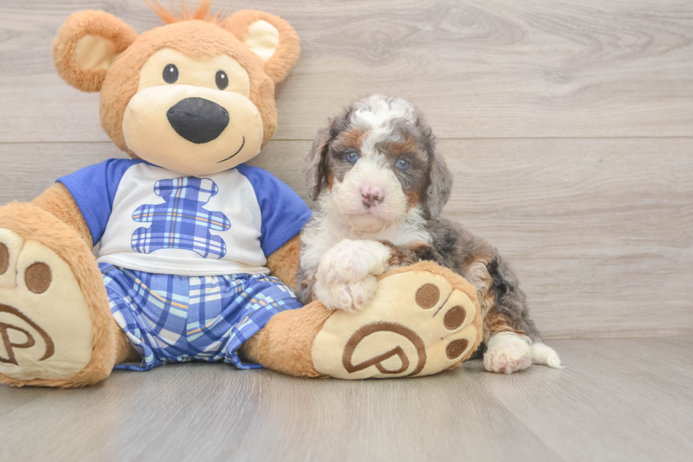 Mini Bernedoodle Puppy for Adoption